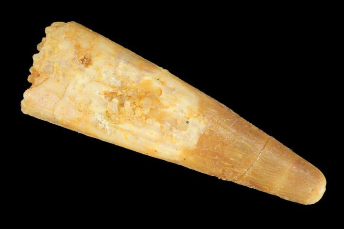 Fossil Pterosaur (Siroccopteryx) Tooth - Morocco #145191